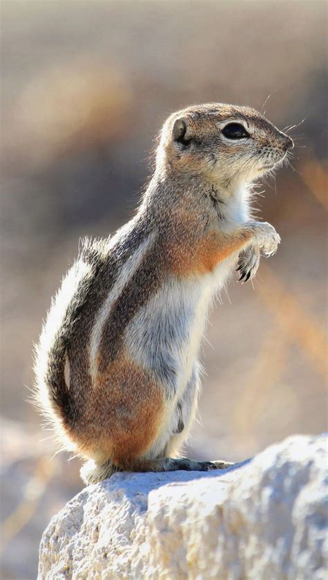 Ardilla Fondo de pantalla 4k HD ID:9845