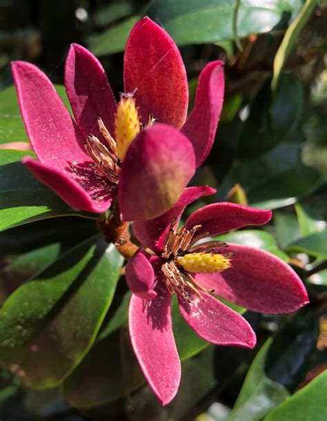 Magnolia figo ‘Stellar Ruby’ - PLANTARIUM|GROEN-Direkt