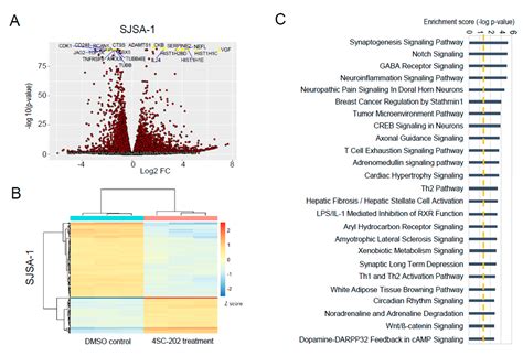 Selective Targeting of Class I Histone Deacetylases in a Model of Human ...
