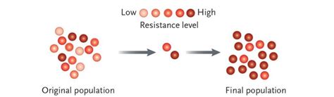Image result for Microevolution Documentary