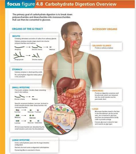How Are Carbs Digested 的图像结果