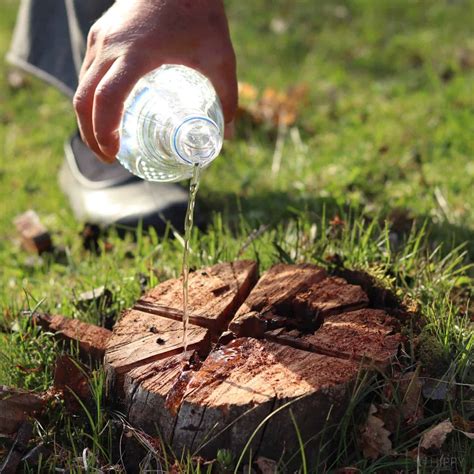 20 Easy Ways to Get Rid of a Tree Stump