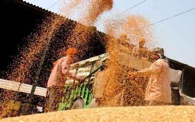 UP falters in wheat procurement target