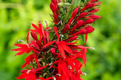 How to Grow and Care for Cardinal Flower
