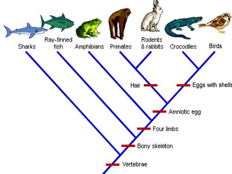 Image result for Cladogram Character Table