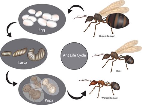 How Long Do Ants Live? The Life Cycle of an Ant | EarthKind