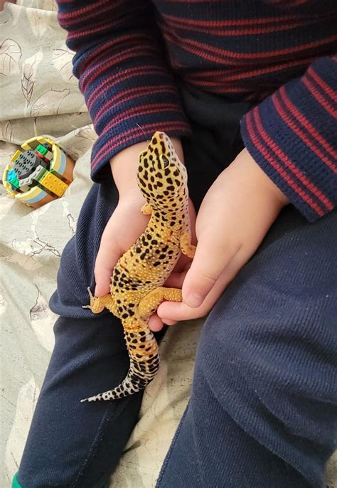 Leopard Gecko Morphs Poster