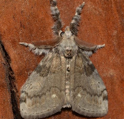 28 Weird (but COMMON) Caterpillars in Minnesota (2023) - Bird Watching HQ