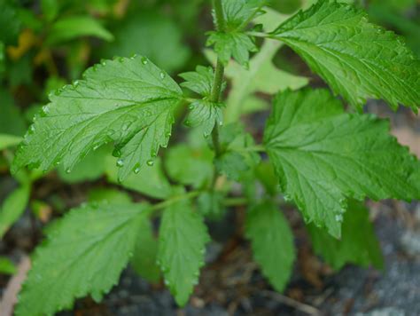 White avens | Identify that Plant