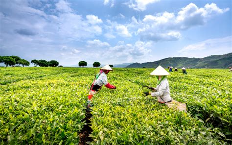 The Rise of AgriTech Ecosystem in 2023 | nasscom | The Official ...