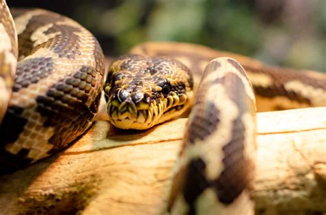 Image result for Australian Python Snake