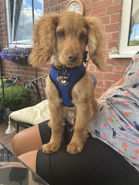 Image result for Flat Coat Cockapoo