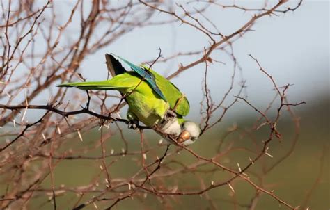 Wallpaper branches, pose, green, tree, bird, parrot for mobile and ...
