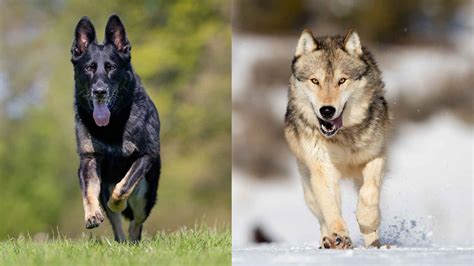 7 Fearless Dog Breeds That Can Fight Wolves - Ethawi.com
