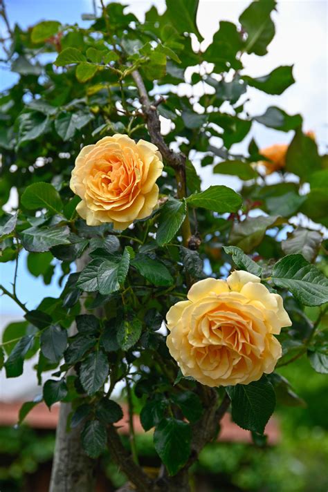 Rose Amber Queen - Rosa Amber Queen günstig kaufen