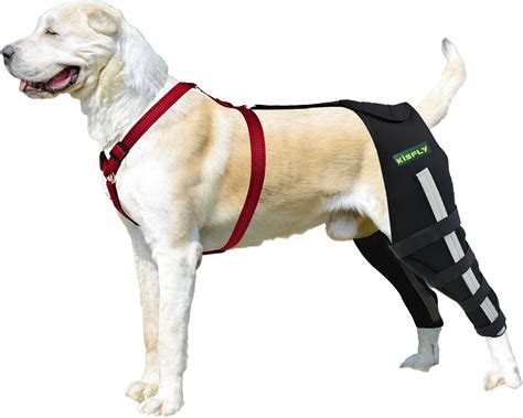 Amazon.com : KISFLY Rear Leg Braces for Dogs Luxating Patella Joint ...
