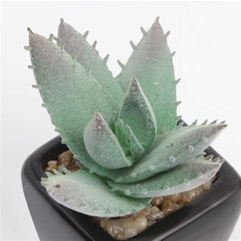 Buy Garnet Garden Artificial Vera Succulent in Ceramic Planter from ...