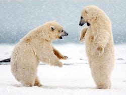 Adaptation in Animals Class 4 Notes Science Free PDF