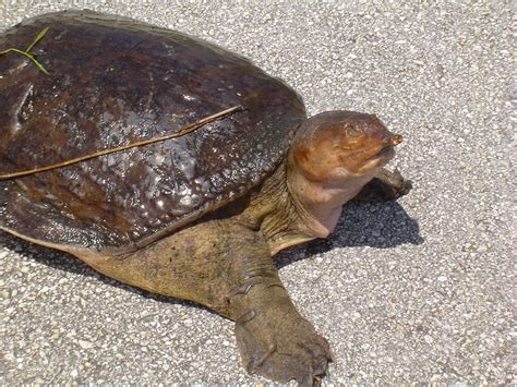 Fastest Softshell Turtle 的图像结果