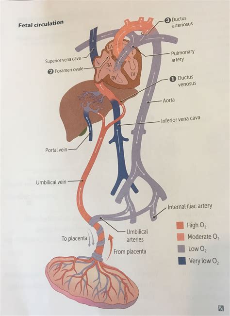 Fetal Circulation