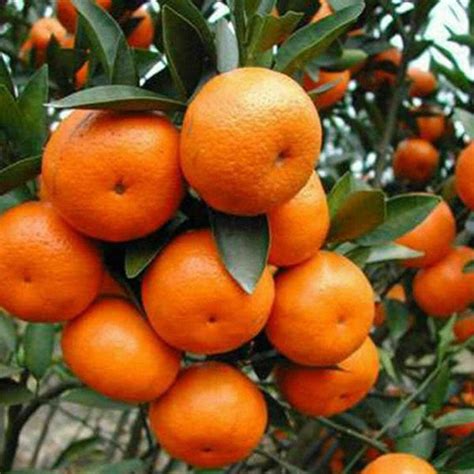 Grafted Orange Fruit Plant free shipping - Padmam Nursery