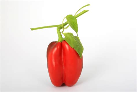 Free Images : white, fruit, stem, leaf, flower, isolated, food, green, spice, red, culinary ...