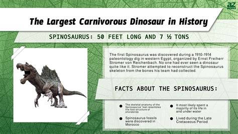 Meet the Spinosaurus - One of The Largest Carnivorous Dinosaur in ...