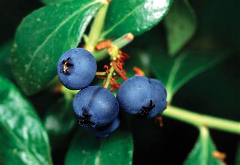 blueberry - Kids | Britannica Kids | Homework Help
