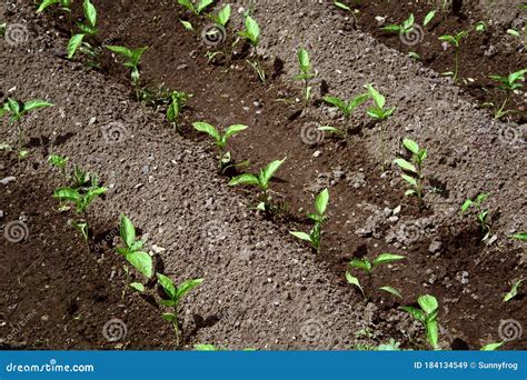Young Organic Pepper Seedlings Grow in the Ground. Pepper Plants in the ...