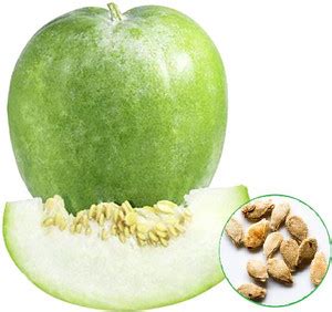 Early Green Ash Gourd, Methai Petha, Agri Petha - Vegetable Seed Price ...