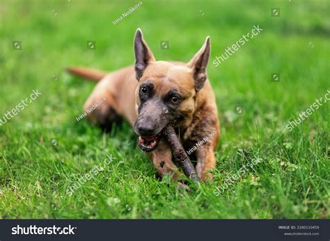 Funny Dog Belgian Malinois Breed Chewing Stock Photo 2280110459 ...