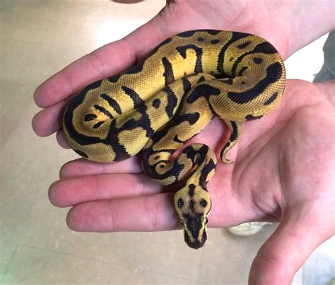 Image result for Enchi Leopard Ball Python