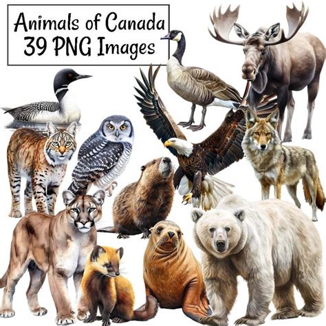 Canada Animals Clipart, 39 Forest Wildlife Watercolor Digital Downloads ...