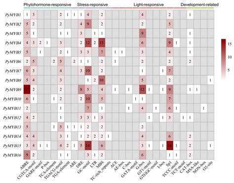 Genome-Wide Identification and Analysis of MYB Transcription Factors in ...