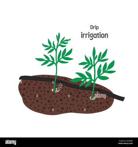 Watering by rainwater harvesting Cut Out Stock Images & Pictures - Alamy