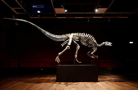 Dinosaur known as 'Barry' goes on sale in rare Paris auction | Reuters