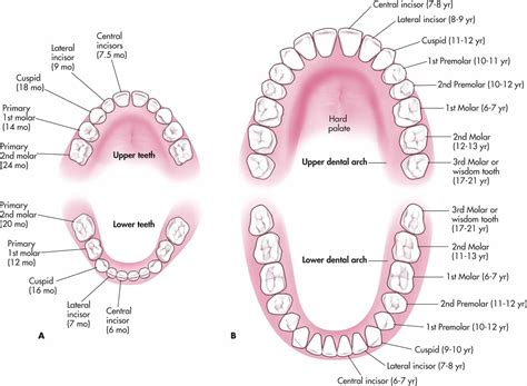 Nomenclatura Dental