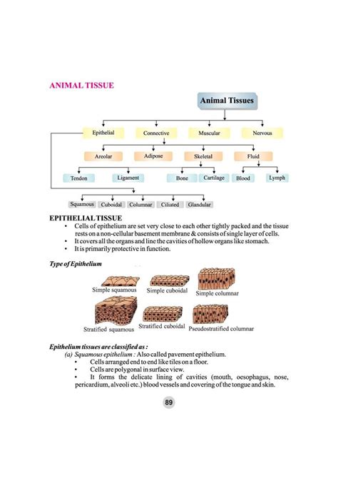 Class 9 Science Tissue 的图像结果