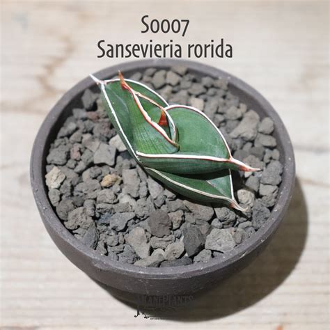 【送料無料】Sansevieria rorida〔サンセベリア〕現品発送S0007 | plane plants