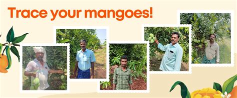 Traceability Mango