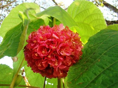Mampi Garden Dombeya Wallichii Dombeya SpectabilisBojer Red Ball Flower ...