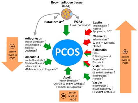 The Complex Roles of Adipokines in Polycystic Ovary Syndrome and Endometriosis