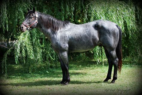 "Cole" 2000 Blue Roan AQHA/NFQHA registered. homozygous black, blue ...