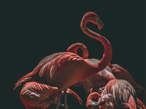 Silvester im THE FLAMINGO - Hotel Timmendorfer Strand | Timmendorfer ...