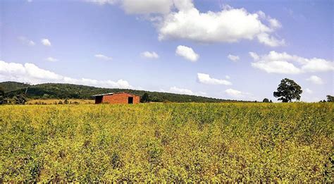 NETARHAT (QUEEN OF CHOTANAGPUR) (2025) All You Need to Know BEFORE You ...