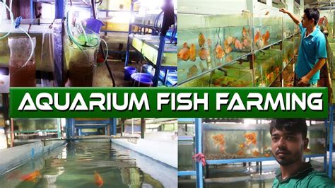 Java Tropical Fish Farm 的图像结果