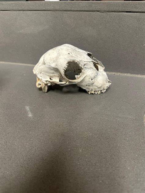 Found in high desert California : r/whatisthisbone