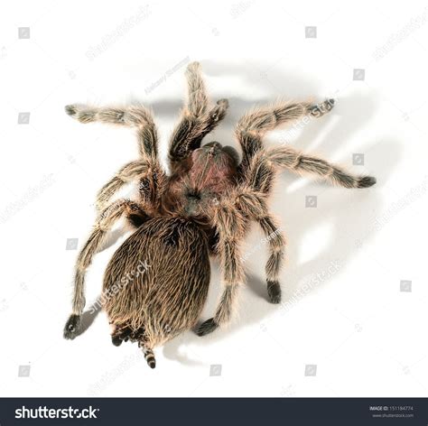 Chilean Rose Tarantula Grammostola Rosea Isolated Stock Photo 151184774 ...