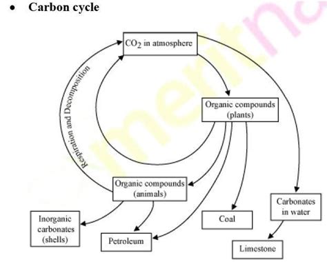 carbon cycle .................... and diagram - Brainly.in