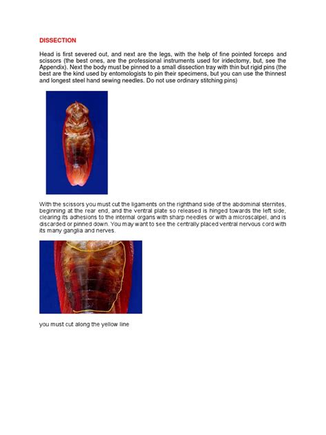 Cockroach Gut Dissection 的图像结果